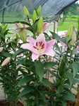 [6277 Lilium 60 No02.JPG]
